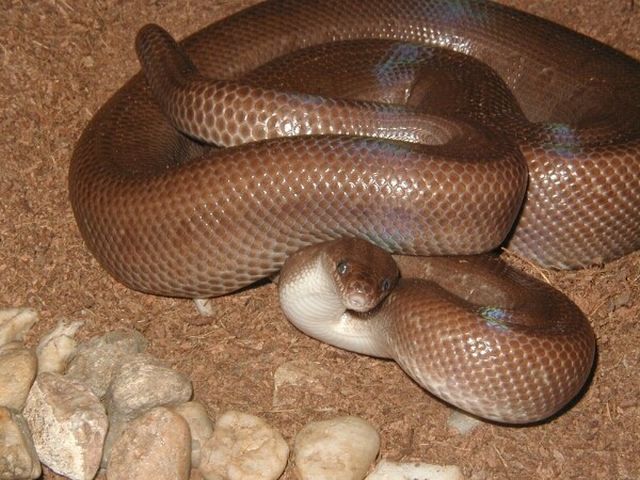 Epicrates Maurinus
