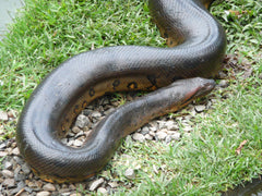 Eunectes murinus