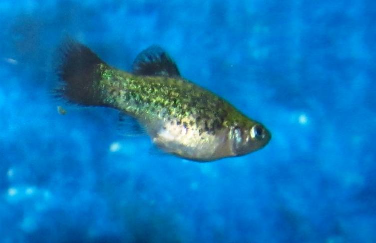 Xiphophorus Maculatus Platy Salt and Pepper