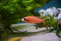 Aulonocara Fire Fish