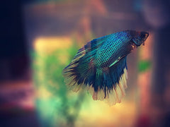 betta half moon Butterfly Betta splendens man