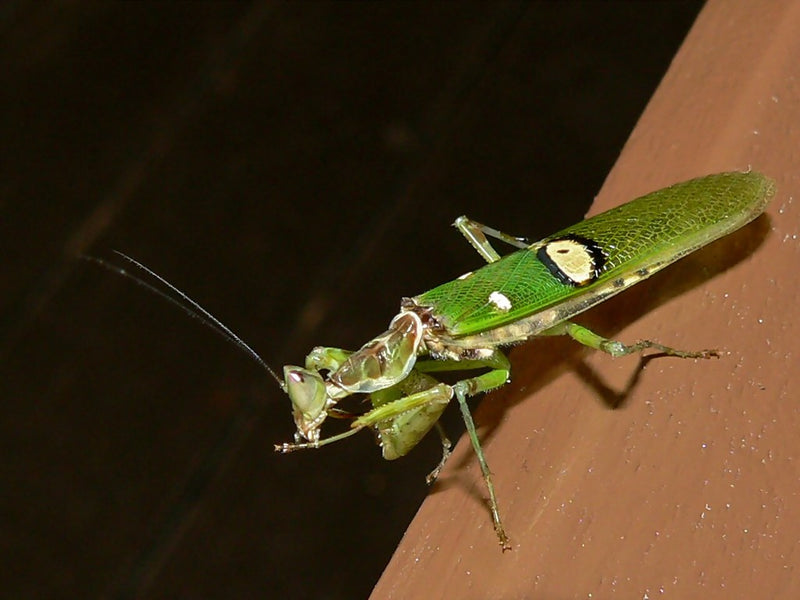 Creobroter gemmatus Indian Flower Mantis