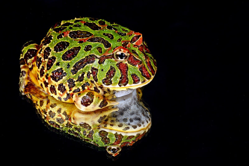 Ceratophrys cranwelli - Groene Argentijnse Hoornkikker