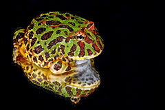 Ceratophrys cranwelli - Groene Argentijnse Hoornkikker