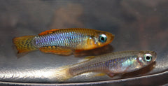 Micropanchax Camerunensis M Lichtoogje Camerunensis