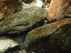 Geelvin Algeneter Indonesie - Gastromyzon Viriosus