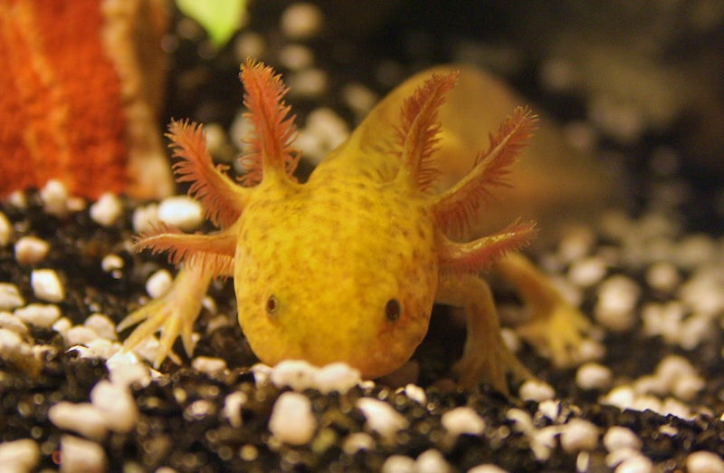 Axolotl Gemarmerd (Ambystoma Mexicanum)