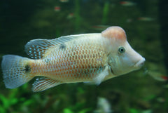 Geophagus steindachneri S Aardeter Steindachneri