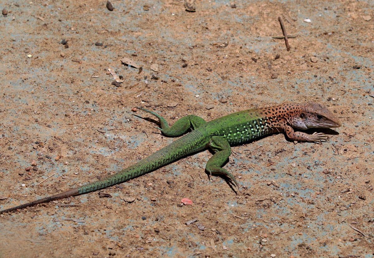 Ameiva Ameiva