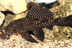 Glyptoperichthys Joselimaianus (L01)