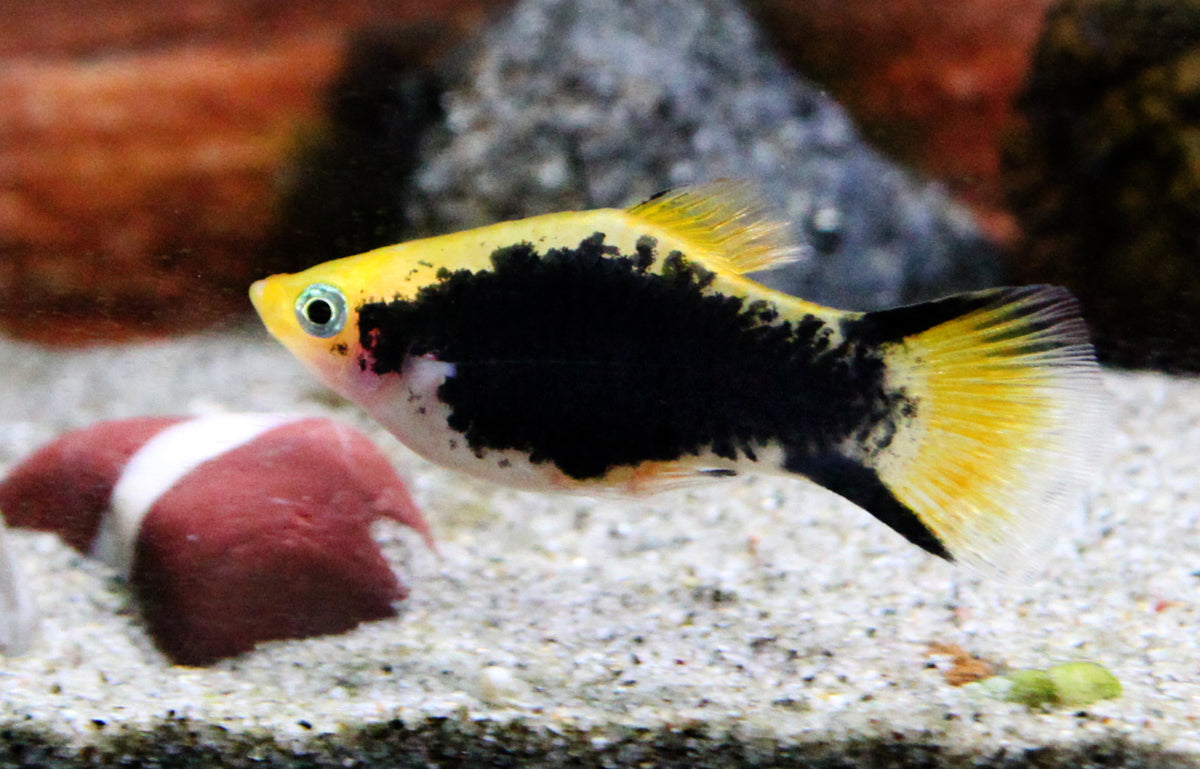 Xiphophorus maculatus Platy Tuxedo Victory Geel