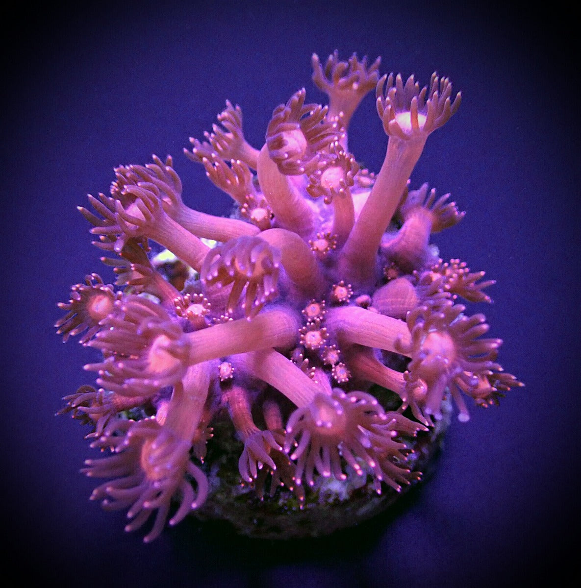 Goniopora spp. Pink (DJM GROWN)
