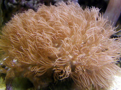 Eythropodium caribaeorum