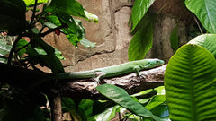 Gastropholis Prasina