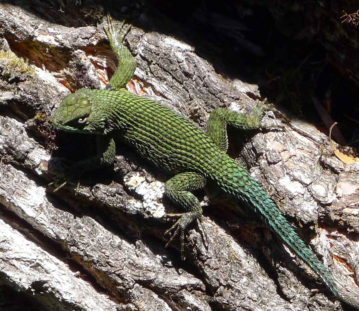 Sceloporus Malachiticus