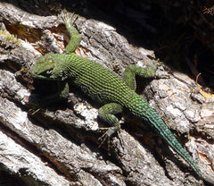 Sceloporus Malachiticus