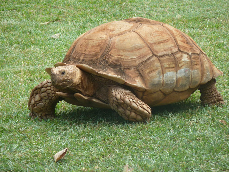 Geochelone sulcata