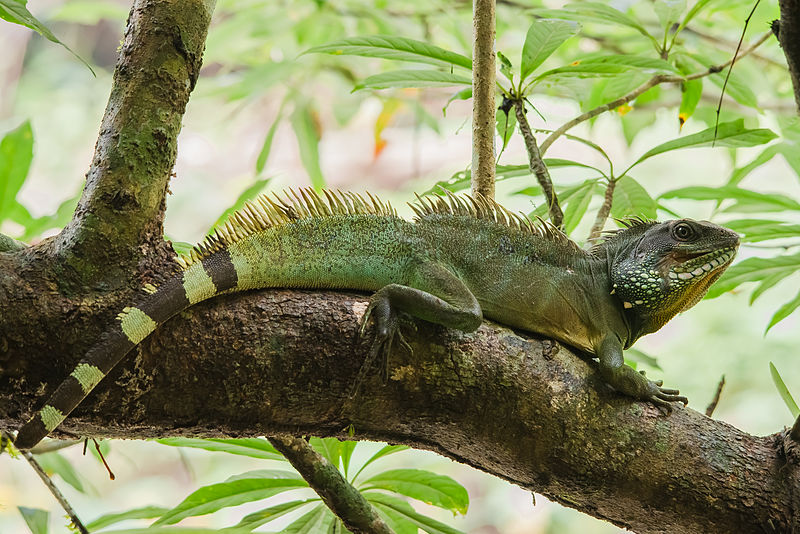 Physignathus Cocincinus Groene Wateragaam (Nakweek)
