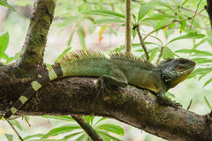 Physignathus Cocincinus Groene Wateragaam (Nakweek)