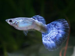 Poecilia Reticulata Gup Man  Neon Blue Male M