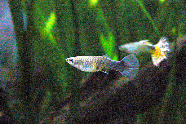 Poecilia reticulata Guppy man zwart