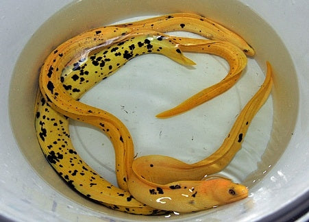 Gymnothorax Miliaris (Yellow)
