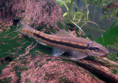 Gyrinocheilus Aymonieri M Chinese Algeneter
