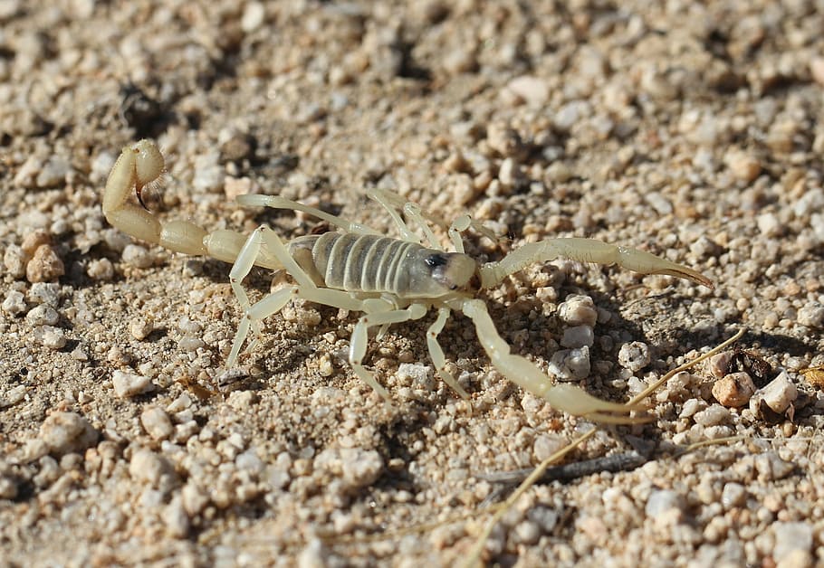 Hadrurus arizonensis Arizona schorpioen