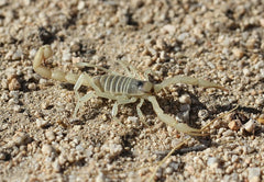 Hadrurus arizonensis Arizona schorpioen