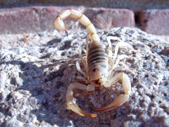 Hadrurus arizonensis Arizona schorpioen