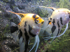 Pterophyllum scalare Maanvis Koi Goudkop
