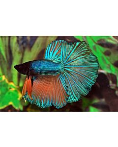 Betta Splendens Halfmoon Male Mixed colors