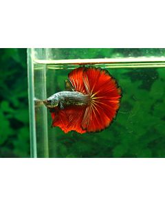 Betta Splendens Halfmoon Male Mixed colors