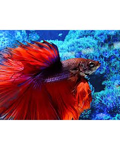Betta Splendens Halfmoon Male Mixed colors