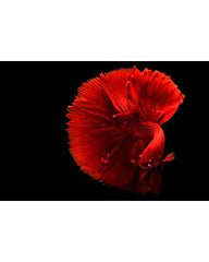 Betta Splendens Halfmoon Male Mixed colors