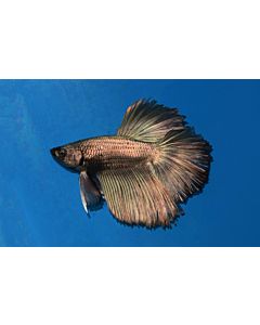 Betta Splendens Halfmoon Male Mixed colors