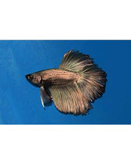 Betta Splendens Halfmoon Male Mixed colors