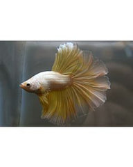 Betta Splendens Halfmoon Male Mixed colors