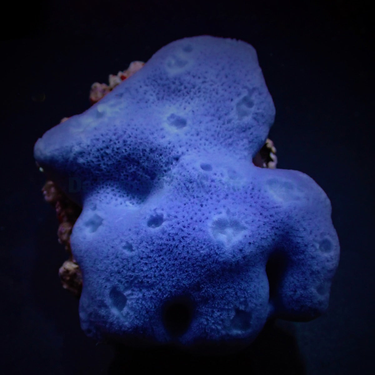 Haliclona blue (Tubular)