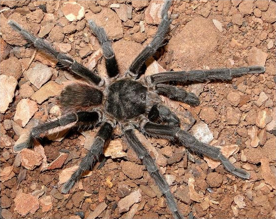 Haplopelma vonwirthi Zwarte Thai vogelspin