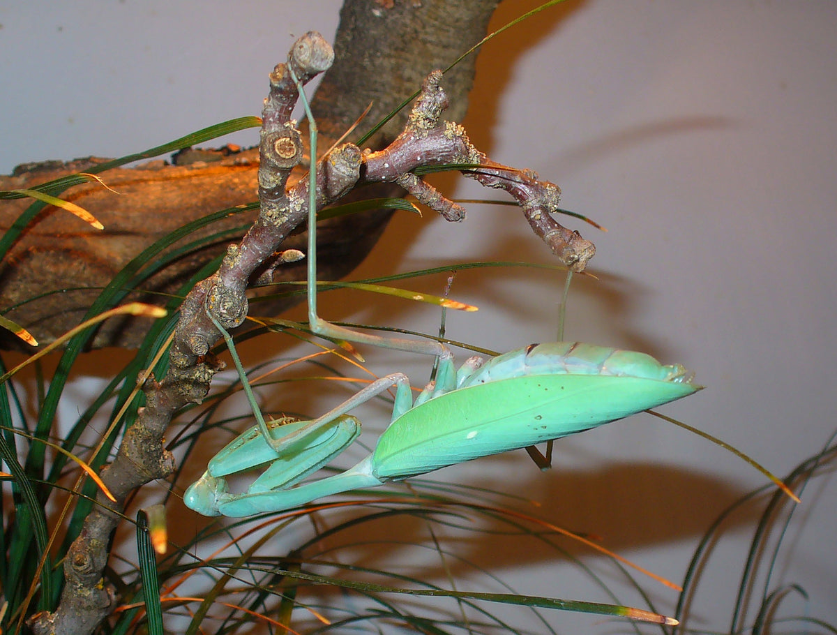 Hierodula Membranacea (Giant Asian Mantis)