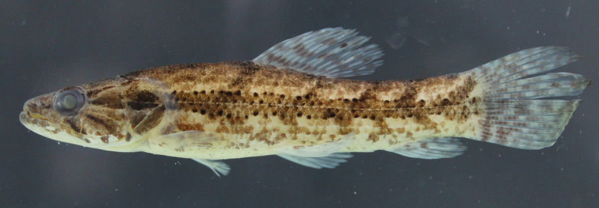 Hoplias Malibaricus Tijgerzalm Zd.amerika