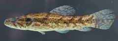 Hoplias Malibaricus Tijgerzalm Zd.amerika