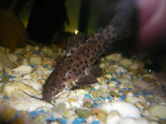 Hoplosternum Thoracatum