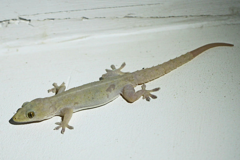 Hemidactylus frenatus