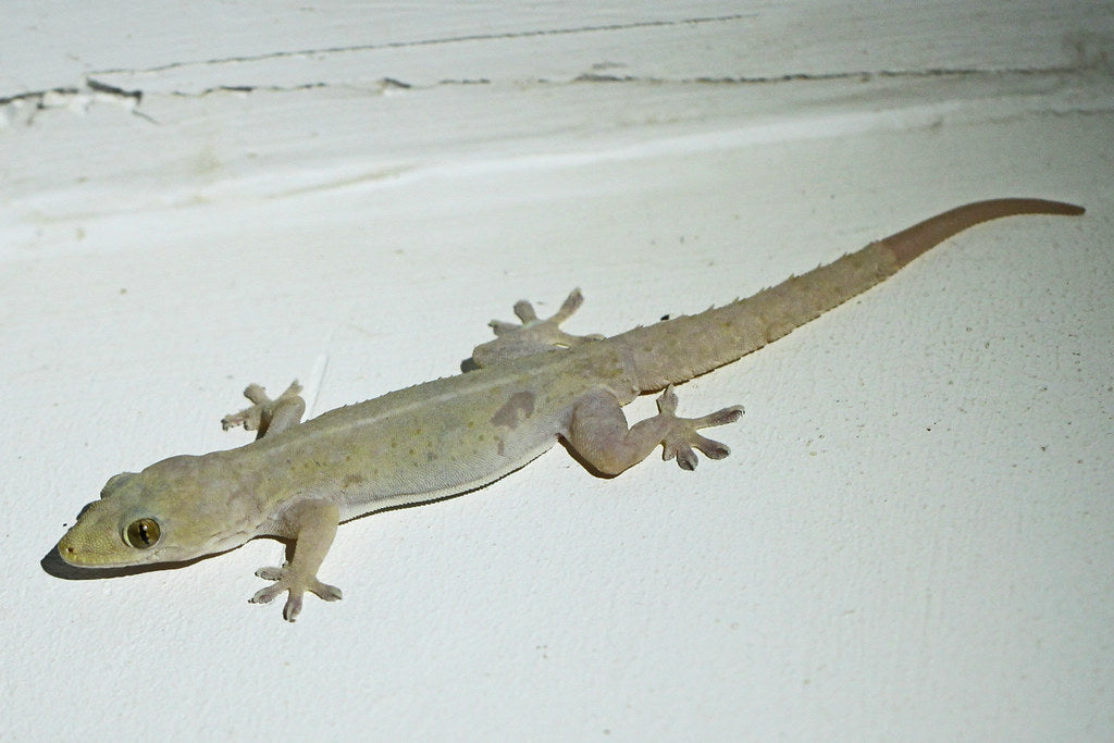 Hemidactylus Frenatus