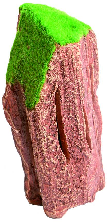 superfish fossil wood
