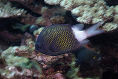 Chromis chrysura