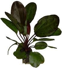 Echinodorus Ozelot Red