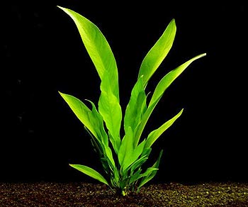 Anubias lanceolata